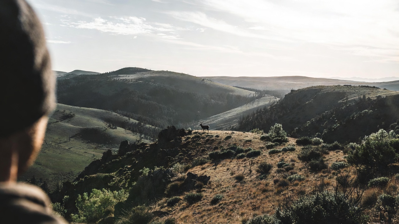 Long distance hunting across the valley - Popular Ammo Long distance hunting across the valley